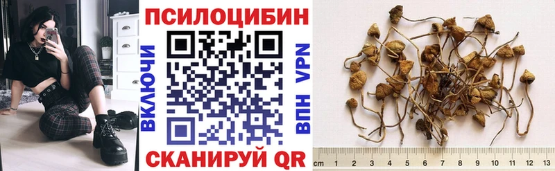 Купить закладки  Александровское  Галлюциногенные грибы Cubensis 
